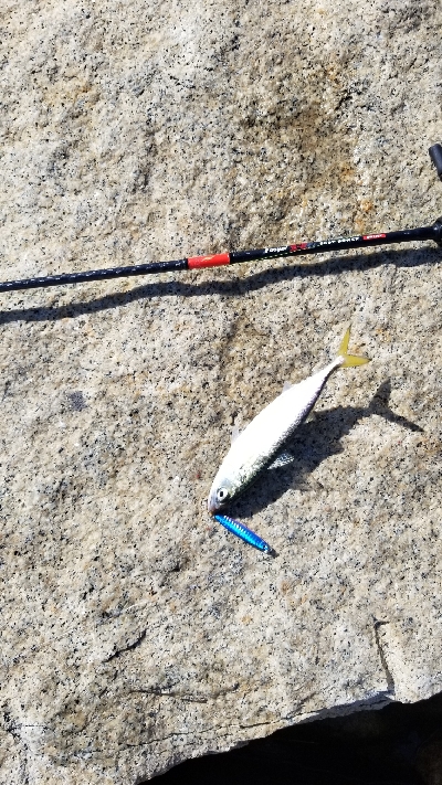 淀川でサバラッシュ