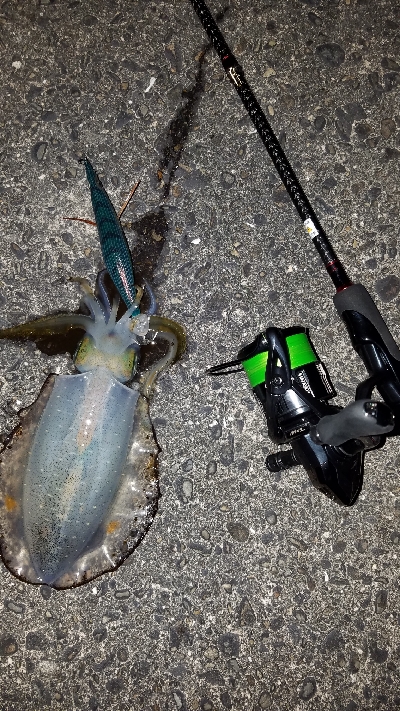 ニューロッド　スミツケ