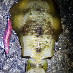 エギング　少しは上手になったかな？