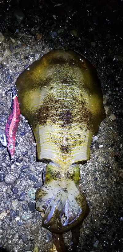 エギング　少しは上手になったかな？