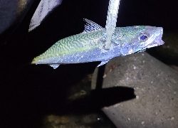 フロートアジングで5種