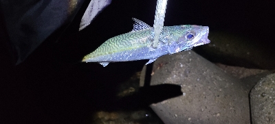 フロートアジングで5種