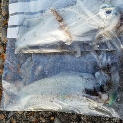 朝ﾏｽﾞﾒ前に