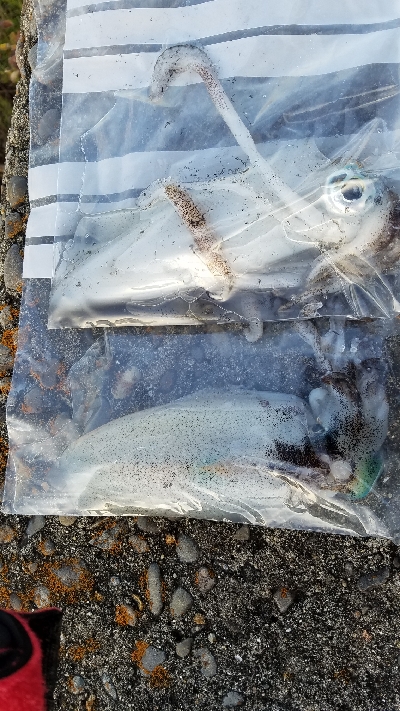 朝ﾏｽﾞﾒ前に