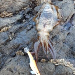 秋アオリイカ終盤