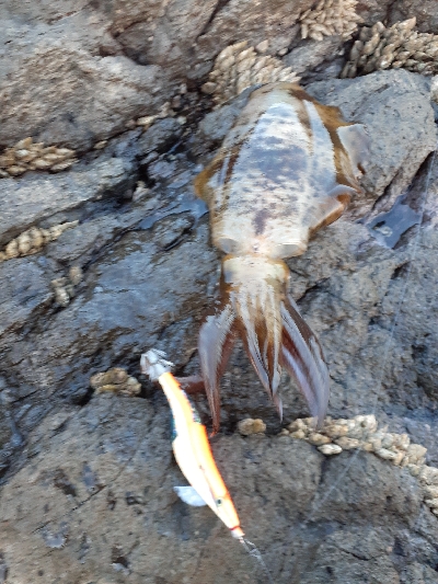 秋アオリイカ終盤