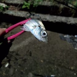 爆風で沈黙のシーバスと。