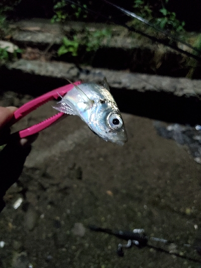 爆風で沈黙のシーバスと。