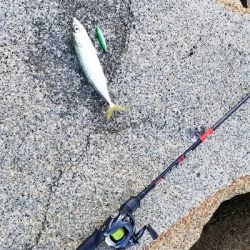 サバとシーバス