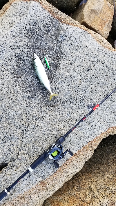 サバとシーバス