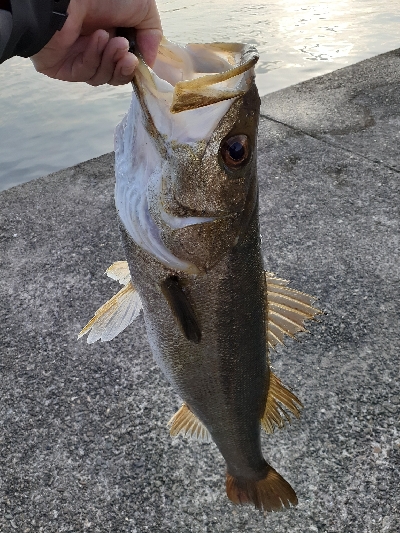 ギリハマチ、ギリランカーシーバス