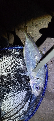 フロートアジング