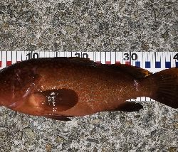 やっと捕りました‼️