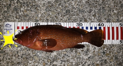 やっと捕りました‼️