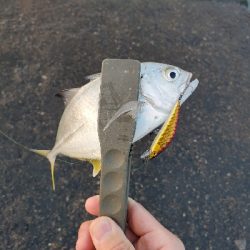 水面メッキポンポン?