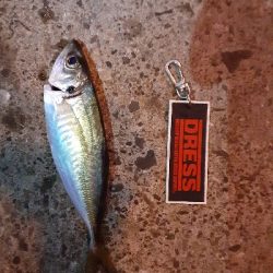 もうアジしか狙わん