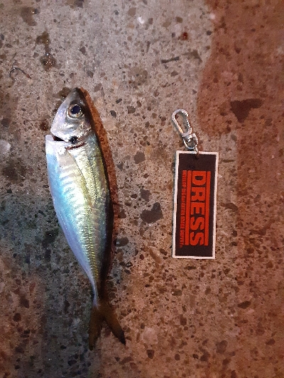 もうアジしか狙わん