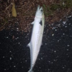 やっと本命が釣れました