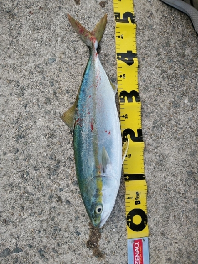 サゴシ好調です