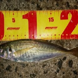 初沖堤色々釣り