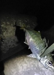 フロートアジング