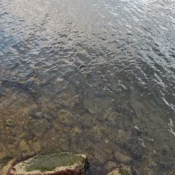 淀川のベイトはこれだ！本命発見できず