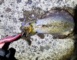 今日も絶好調 青物