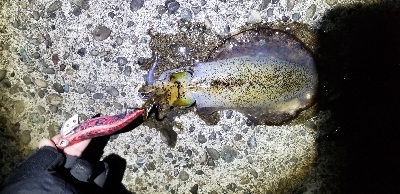 今日も絶好調 青物