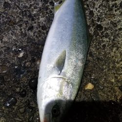 またまた青物　爆釣