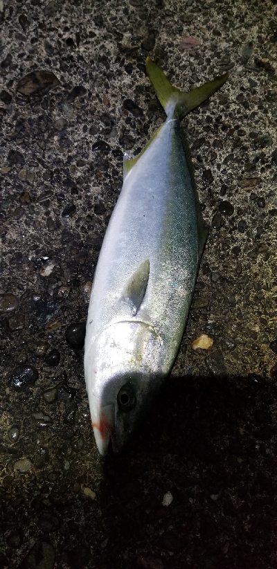 またまた青物　爆釣