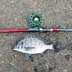 チンタでも満足