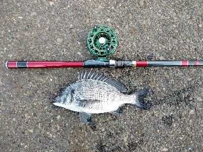 チンタでも満足