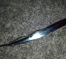 やっと来た青物