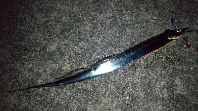 やっと来た青物