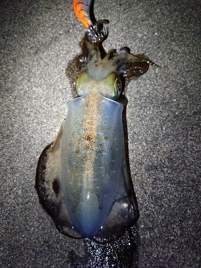 仕事終わりエギング