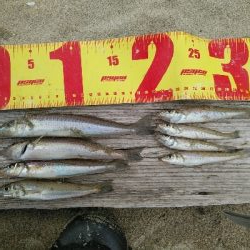 ついにツバスゲット。ついでにキスも