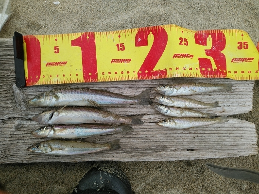 ついにツバスゲット。ついでにキスも