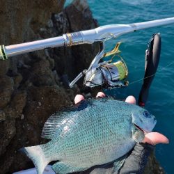 勝浦山成でグレ釣り