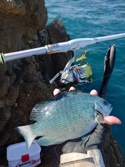 勝浦山成でグレ釣り