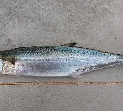 やっとハマチ～！