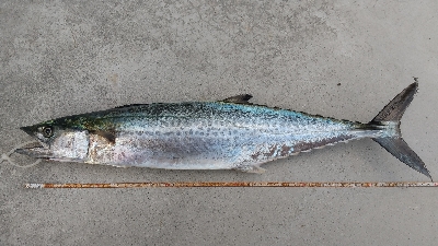 やっとハマチ～！