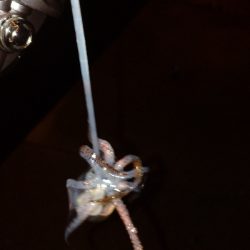 ヒイカのちメバル