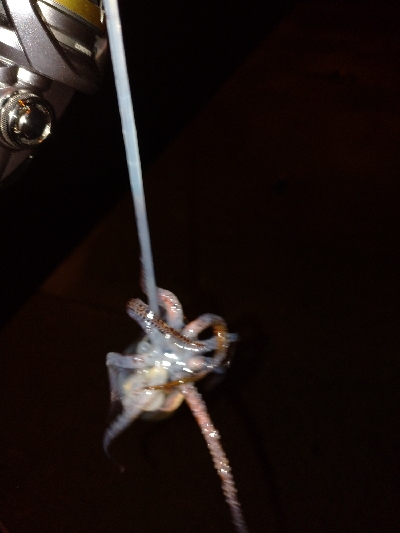 ヒイカのちメバル