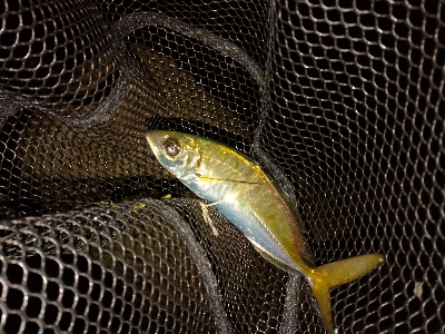 良型アジ回ってます