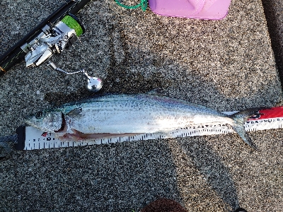 フォールでドン