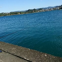 再びアオリに逢いたくて…食べたくて…しかし(T-T)