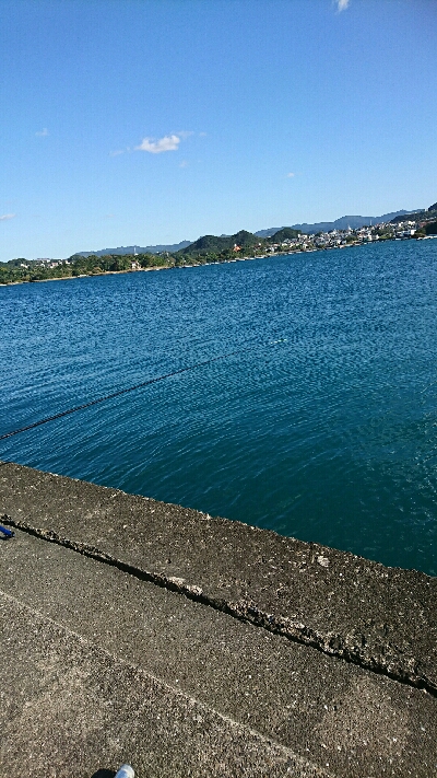 再びアオリに逢いたくて…食べたくて…しかし(T-T)