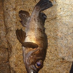 ライトゲーム楽しい