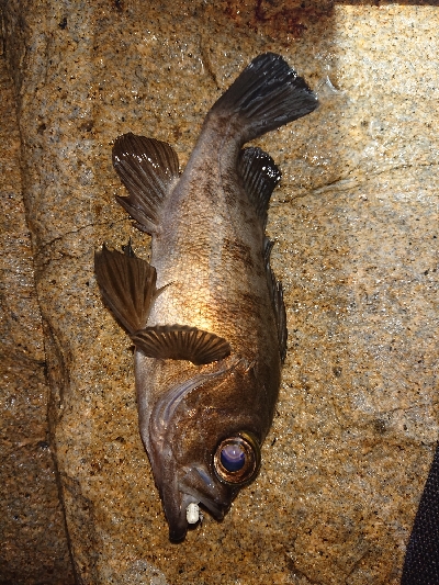 ライトゲーム楽しい