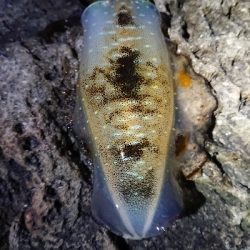 朝マズメ狙いエギング